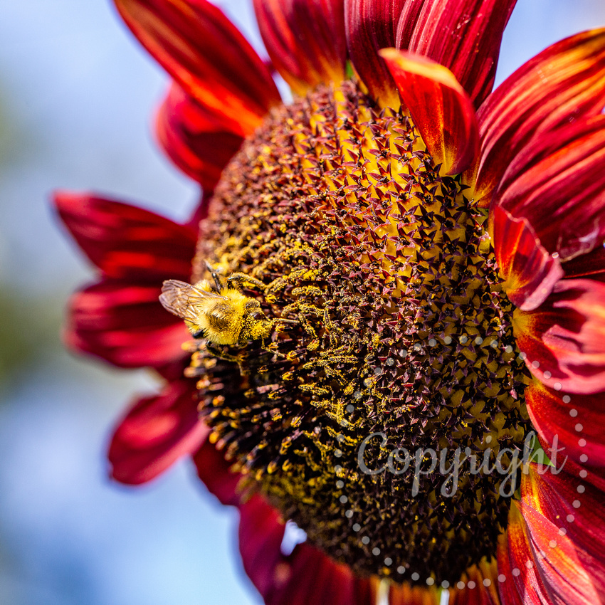 Bumblebee on Red Sunflower-7142